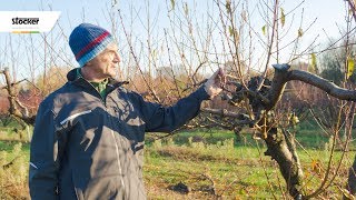 Errori comuni  come potare il pesco  guida con consigli per la potatura [upl. by Bree]