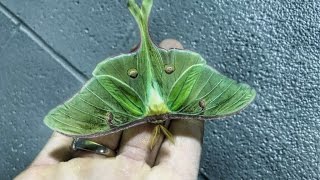 Impresionante Polilla de Luna Gigante [upl. by Nimajnab]