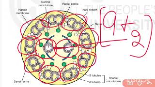 🔥Cilia and Flagella👍💯 👉MZO001📚✔️💯👉MSc Zoology ✔️ignou cilia flagella msc msczoology [upl. by Eissak]