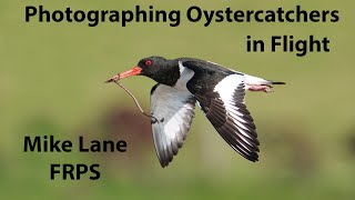 Oystercatcher [upl. by Lisbeth]