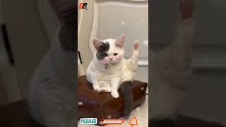 Funny Cat Winking amp Striking a Pose 😻👀  Adorable and Hilarious Moments cat shorts [upl. by Agemo238]