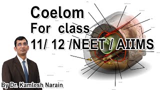 Coelom FOR class 11 12 NEET  AIIMS By DR KAMLESH NARAIN [upl. by Crofoot950]