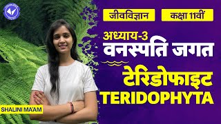 Pteridophytes  Plant Kingdom  Class 11 Biology Chapter 3  Hindi Medium  Hindi Medium [upl. by Engracia961]