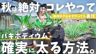 【爆速でパキポを太らせる方法】２年分くらいは差が付く？！ [upl. by Gladi]