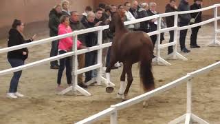 Phase 2 of Hanoverian preselection of stallions for licensing presentation in the small arena [upl. by Raseac]