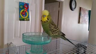 Talking English Budgie says quotExpecto Patronumquot [upl. by Hatokad397]