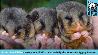 How to help the endangered Mountain Pygmy Possum  Expert Pet Health Tips  S5 Ep6  Pooches at Play [upl. by Randolph]