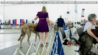 07052024 TRINITY VALLEY KENNEL CLUB  Irish Wolfhounds [upl. by Aiderfla]