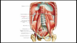 Diaphragm Anatomy amp Clinical Significance [upl. by Skippie]