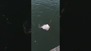 CATCHING BIG TEXAS STINGRAYS [upl. by Anaela]