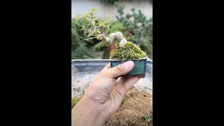 Replant A Small Fraxinus Bonsai Tree shortvideo [upl. by Berkin120]