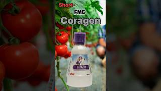 FMC Coragen insecticide  Chlorantraniliprole 185 Sc spraying insecticide agriculture [upl. by Arretal]