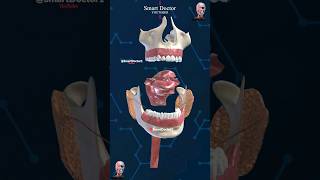 Anatomy of the mouth  Digestive Tract ⚡ [upl. by Catlee]