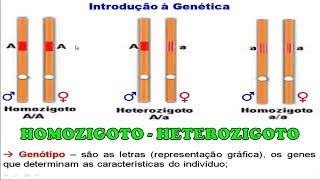 Exercícios Homozigoto e Heterozigoto [upl. by Auqenwahs]