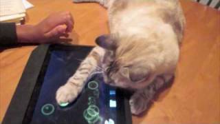 Kitty Plays with iPad [upl. by Kulseth898]