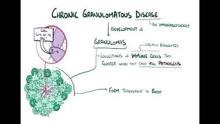 Chronic granulomatous diseases شرح بالعربي [upl. by Annaynek]