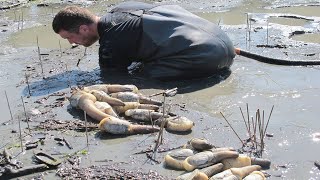 Amazing Giant Geoduck Clams Catching and Processing Skills  Fastest Monster Clams Digging Skill [upl. by Netsyrk]