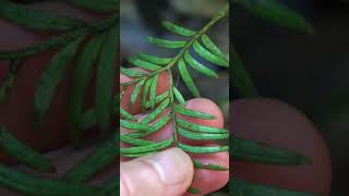 What are the different types of alternating leaf botany plantidentification [upl. by Harv]