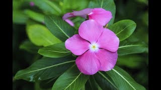 How to Grow PeriwinkleSadabahar from Cutting  Growing Vinca Rosea [upl. by Ilhsa]