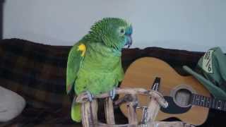 Blue fronted amazon parrot  Wheeler talking [upl. by Catt595]