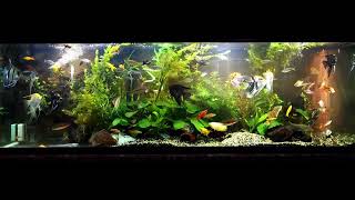 Angelfish community tank [upl. by Lyckman16]