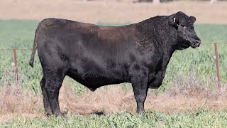 Lot 100 EVT22T593 Peakes Bowen 2024 [upl. by Sheena178]