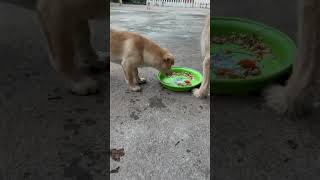 Jasting  Louka and Ka Pring eat food together very happy bronhshow dog cutedogs cutedoglover [upl. by Geno658]