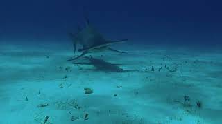 Hammerhead clip 25  Bimini Bahamas May 2024 [upl. by Reade164]