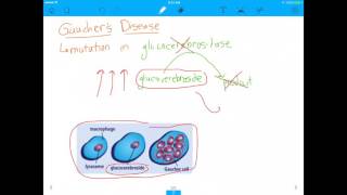 MCAT Question Lysosomal Enzymes and Gauchers Disease [upl. by Babs]