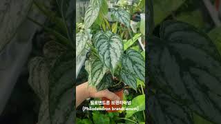 필로덴드론 브랜티아넘Philodendron brandtianum [upl. by Andria]