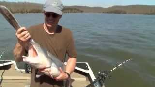 Paddlefish Snagging in Missouri MU CAFNR [upl. by Dnanidref]