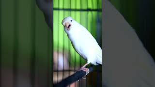 Canaries Singing 042 [upl. by Guinevere]