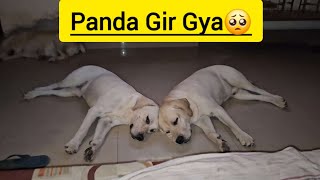 Kaalu Or Roxi  Panda Gir Gaya 🥺 animalsneedpeople Life With Dogs Family [upl. by Ruhnke380]