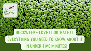 Duckweed the good the bad and the ugly Everything you need to know about it in under 5 minutes [upl. by Ailedroc]