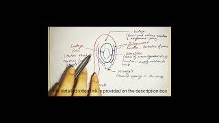 structure of an ovule along with the function of each part function structure [upl. by Roy]