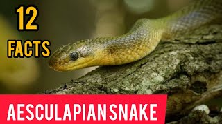 aesculapian snake pet  facts [upl. by Arahsal]