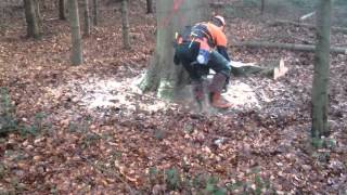 Fällung einer Buche mit der Stihl MS 880 [upl. by Goddart242]