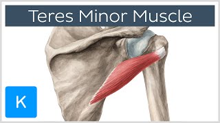 Teres Minor Muscle  Origins amp Action  Human Anatomy  Kenhub [upl. by Oniger]