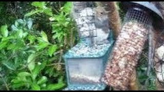 Young Grey Squirrel On Autumn Monday Visit To My Cottage Garden Scone Perth Perthshire Scotland [upl. by Ennovyhc]