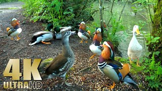 Ducks Quacking  Mandarin Duck  Mallards  Pekin Ducks  Nature Relaxation Video [upl. by Alodee]