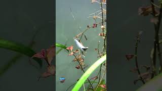 Halfbeak fish trying to eat algae wafer fish [upl. by Anir]