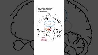 Functions of Thalamus brain anatomy humanbrain medical biology [upl. by Oiratnom]