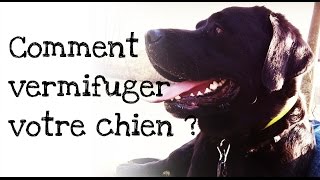 Comment vermifuger votre chien [upl. by Ullman259]