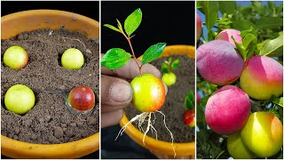 How To Grow A Plum Tree From Plum  Easy Way Of Germinating Plum seed [upl. by Asyram]