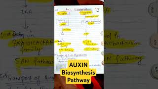 AUXIN BIOSYNTHESIS FROM TRYPTOPHAN• IAN PATHWAY• IAM PATHWAY• CSIR LIFE SCIENCES csirnet auxin [upl. by Aihsal691]