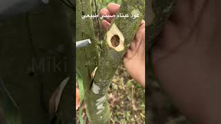 Naturally secreted Kynam agarwood resin عود كينام صيني agarwood kynam asmr satisfying دهنالعود [upl. by Ellered]