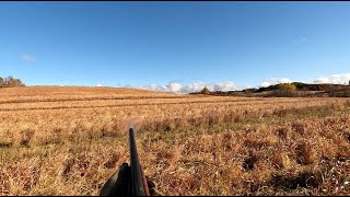 Wisconsin Pheasant HuntingBonus Woodcock [upl. by Karlow147]