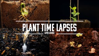 34 Minutes of Plants Growing Time Lapse Compilation 2 Classical Music Relax [upl. by Caleb]