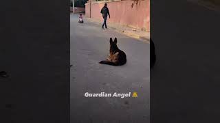 German dog training for ￼ kids ￼hsdogs dog youtube like germanshepherd german dogtraining ￼ [upl. by Baram]