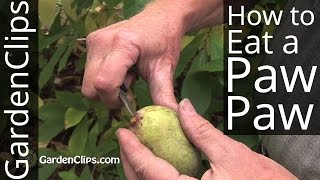 Paw Paw Tree  Asimina triloba  How to eat a PawPaw fruit and harvest seeds pawpaw [upl. by Aramenta416]